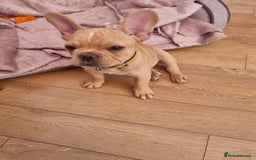 French Bulldog dogs for sale: Male French Bulldog available now  in Wisbech - Image 10