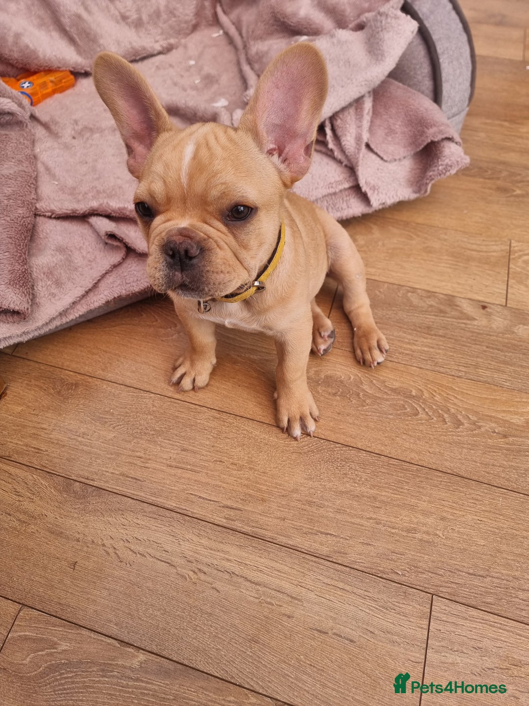 French Bulldog dogs for sale: Male French Bulldog available now  in Wisbech - Image 10