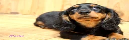 Miniature Dachshund dogs for sale: 🌟Dapple & Black Tan PRA Clear KC reg – June 26🌟 - Advert 12