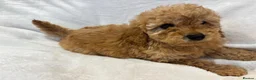 Miniature Poodle dogs for sale: Miniature poodles - Advert 8