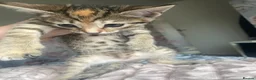 Mixed Breed cats for sale: Two kittens female for sale - Advert 4
