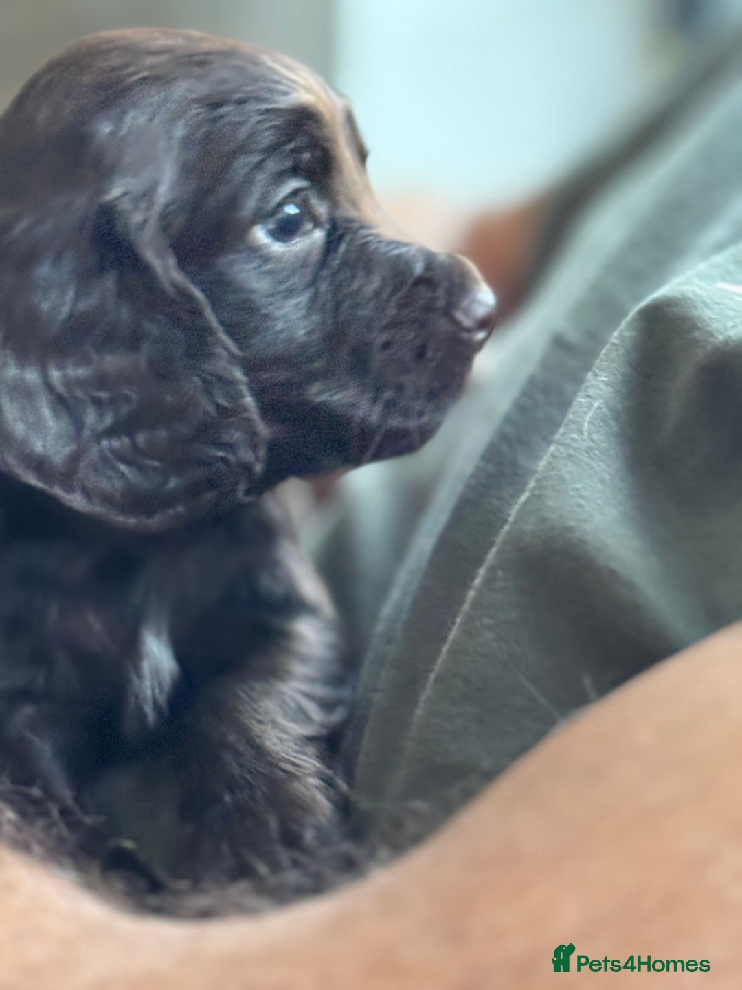 Cocker Spaniel dogs for sale: Kc, health tested WC cocker spaniel puppies  - Image 1