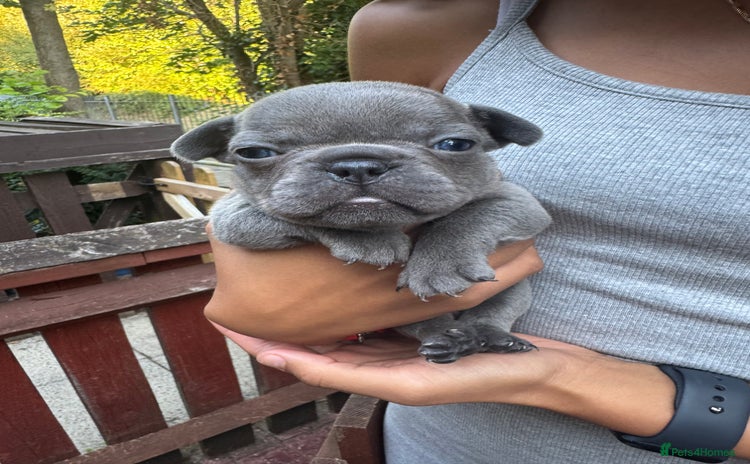 French Bulldog dogs - Advert 5