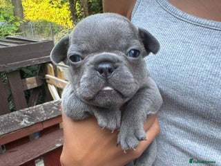 French Bulldog dogs - Advert 25