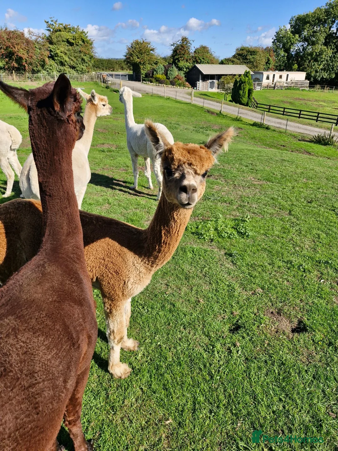 Alpaca livestock for sale: Male Alpaca, 14months old, lovely  calm nature  in Driffield - Advert 2