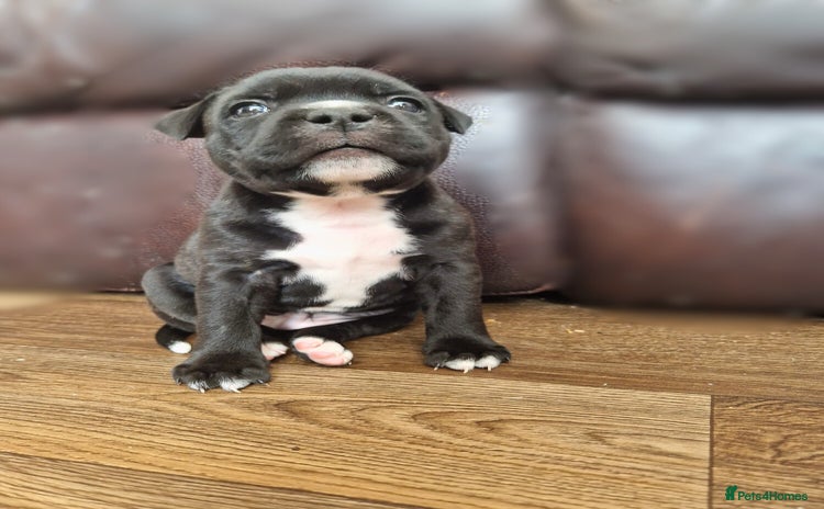 Staffordshire Bull Terrier dogs - Advert 3
