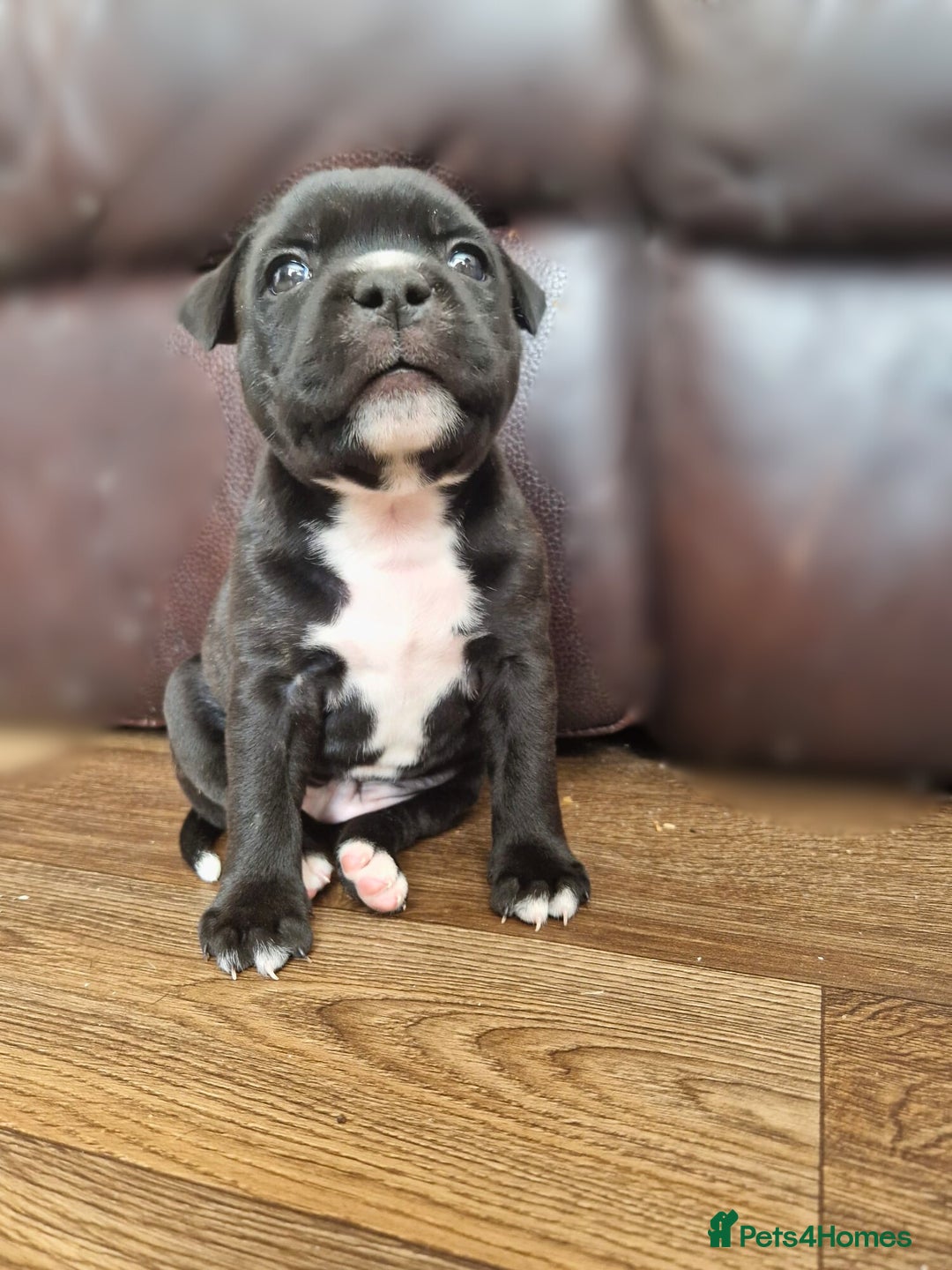 Staffordshire Bull Terrier dogs for sale: KC Reg Staffy Pups – Beautiful Chunky Puppys - Image 1