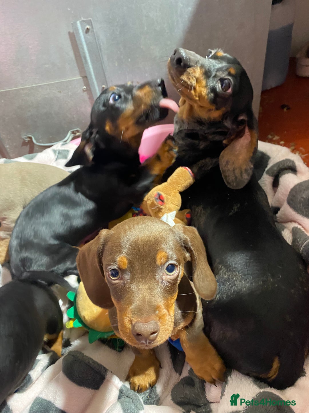 Miniature Dachshund dogs for sale: Miniature dachshund puppies  - Advert 14