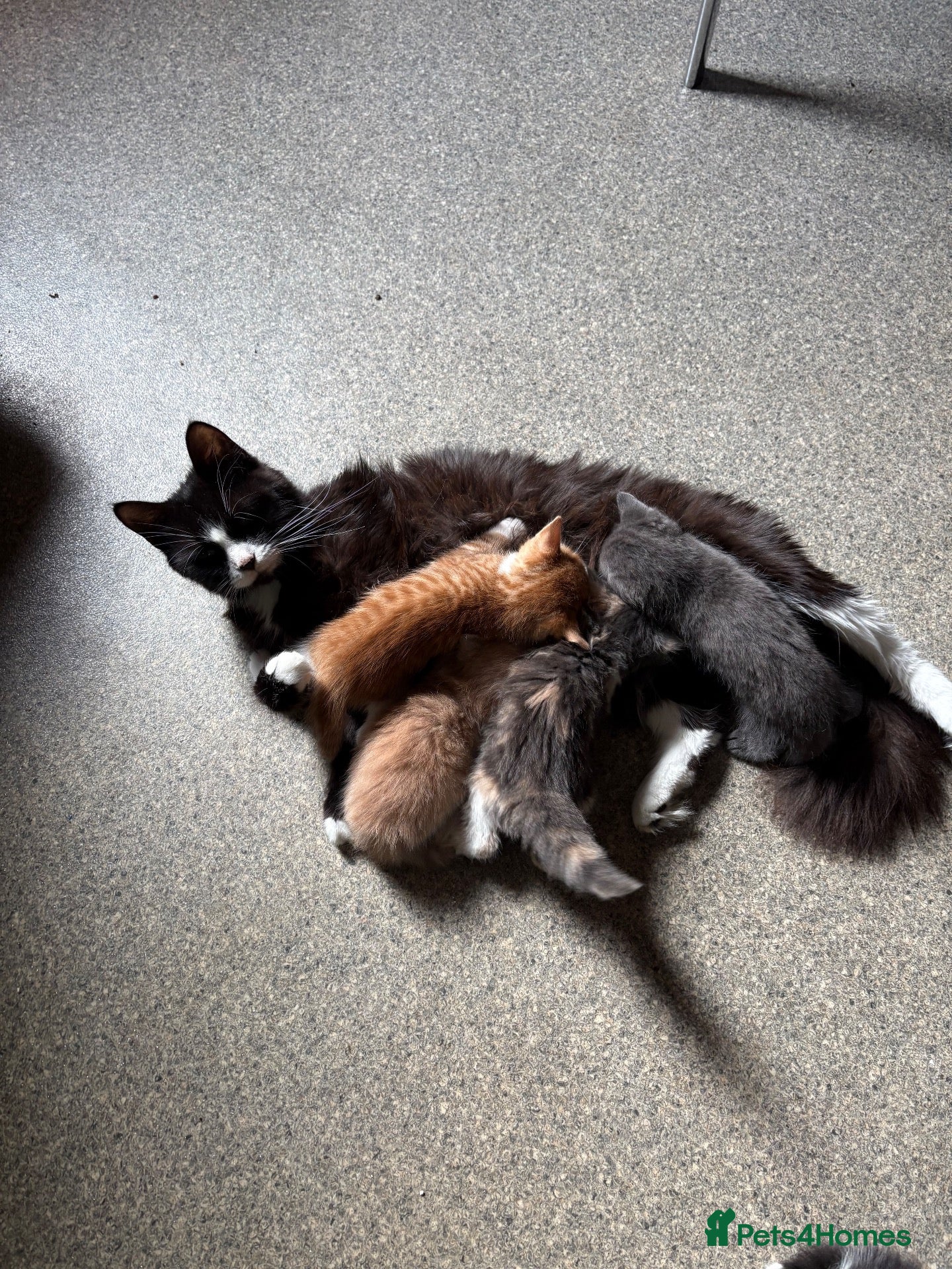 Mixed Breed cats Kittens for sale  - Advert 2