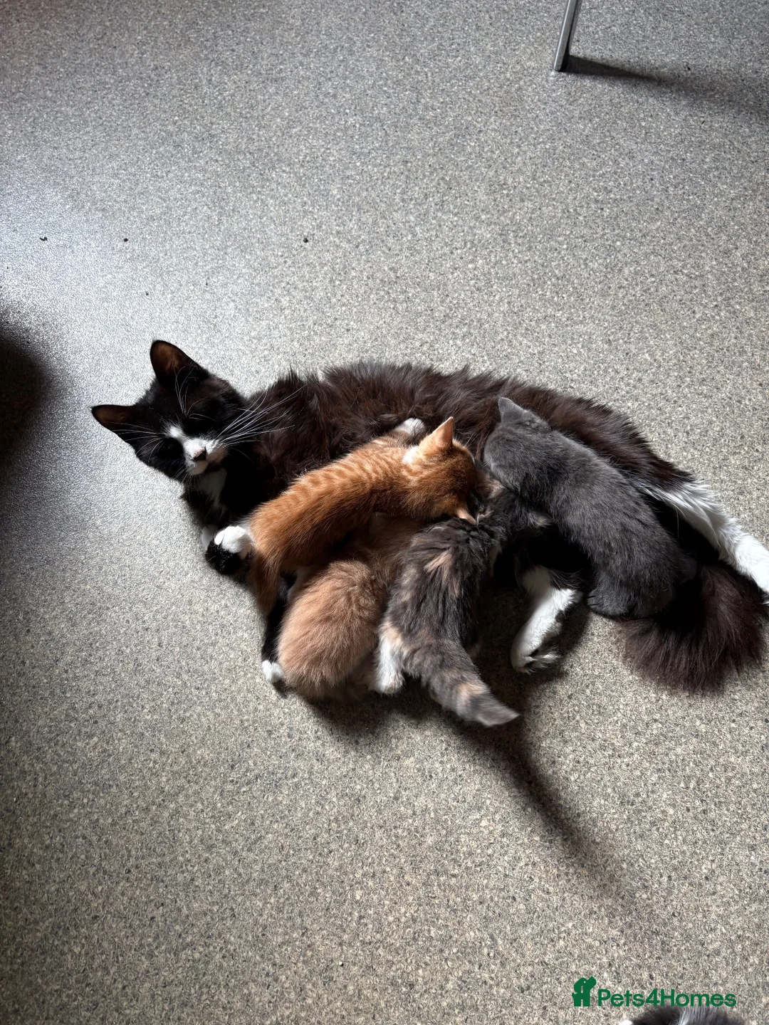 Mixed Breed cats for sale: Kittens for sale  in Ipswich - Advert 1
