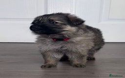 German Shepherd dogs for sale: Beautiful German sheppard puppies  - Image 8