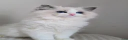 Ragdoll cats for sale: Stunning Show Quality Pedigree Ragdoll Kittens - Advert 3