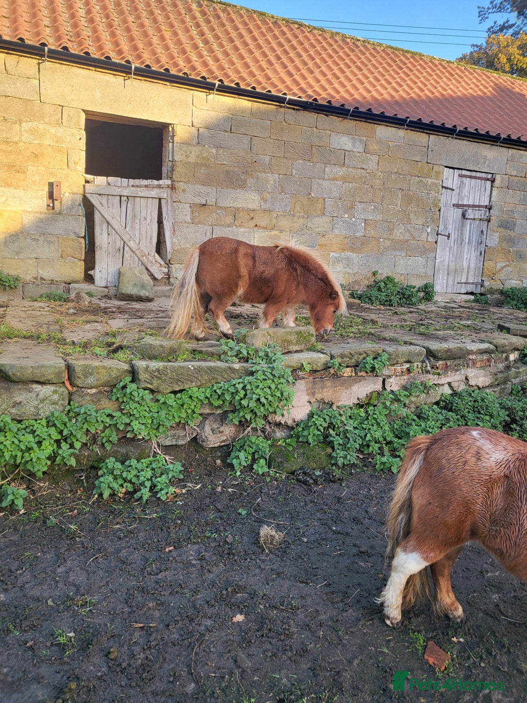 Shetland pony horses for sale: 2 bonded shetlands must go togther - Image 2