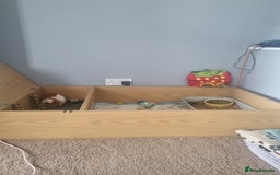 Guinea Pig rodents for sale: 2 male guinea pigs looking for new home - Image 3