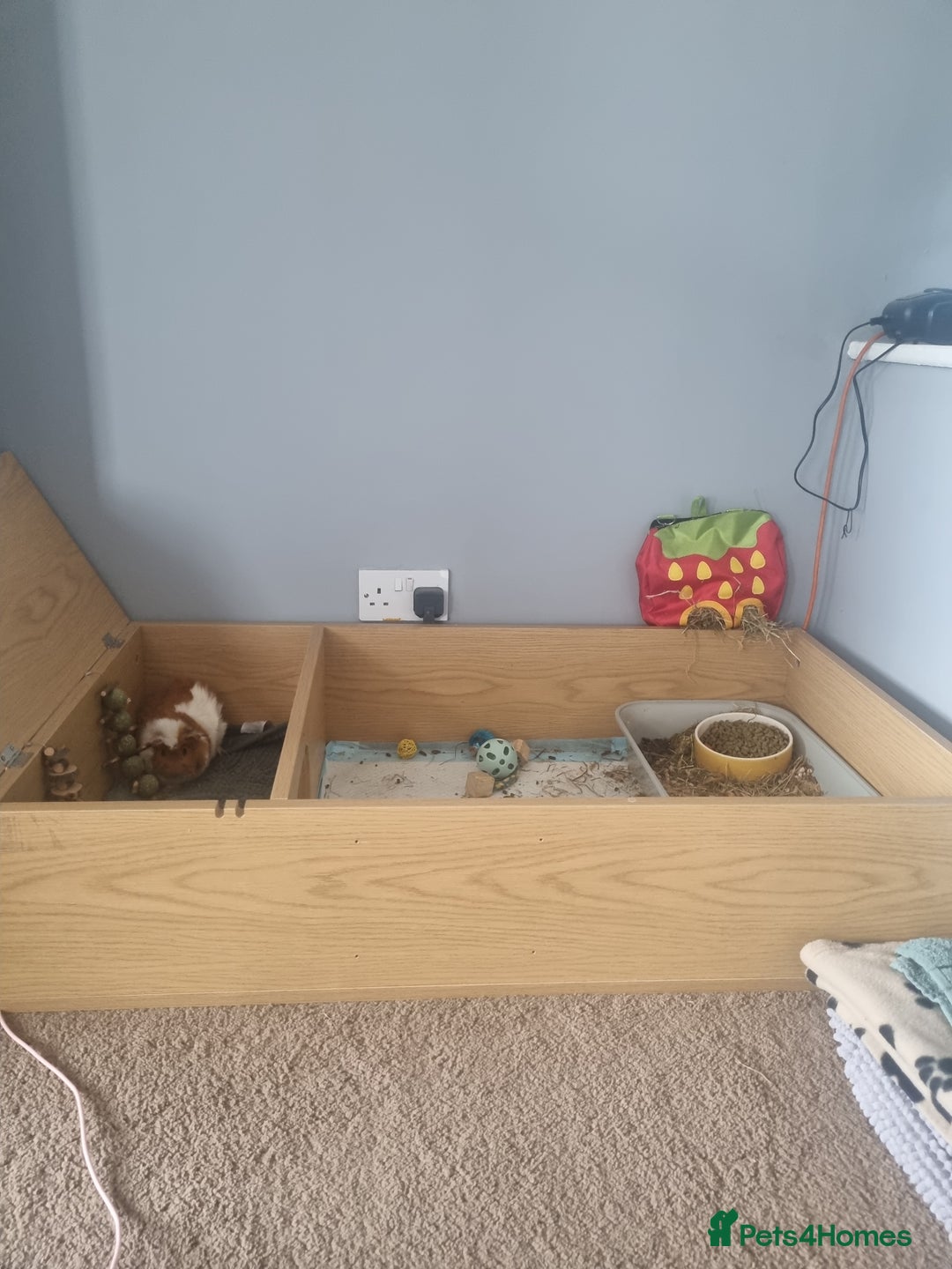 Guinea Pig rodents for sale: 2 male guinea pigs looking for new home - Image 3