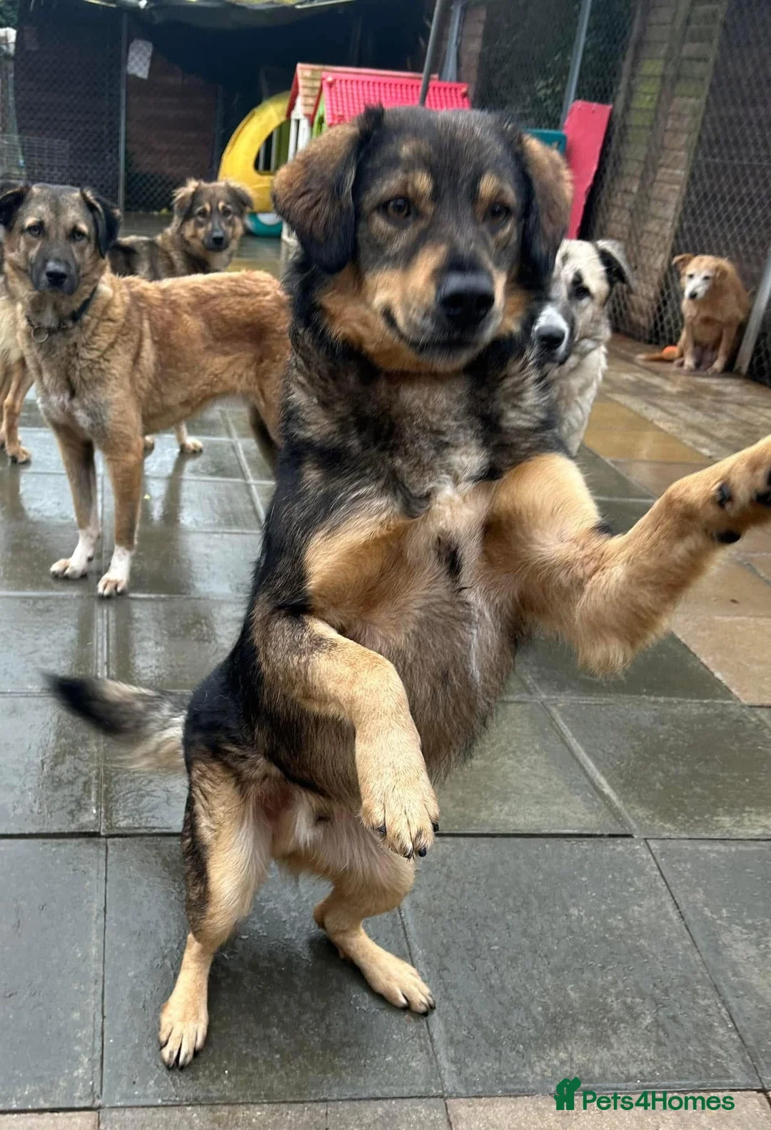 Mixed Breed dogs for adoption: Hovis - Norwich Norfolk  in Norwich - Advert 31