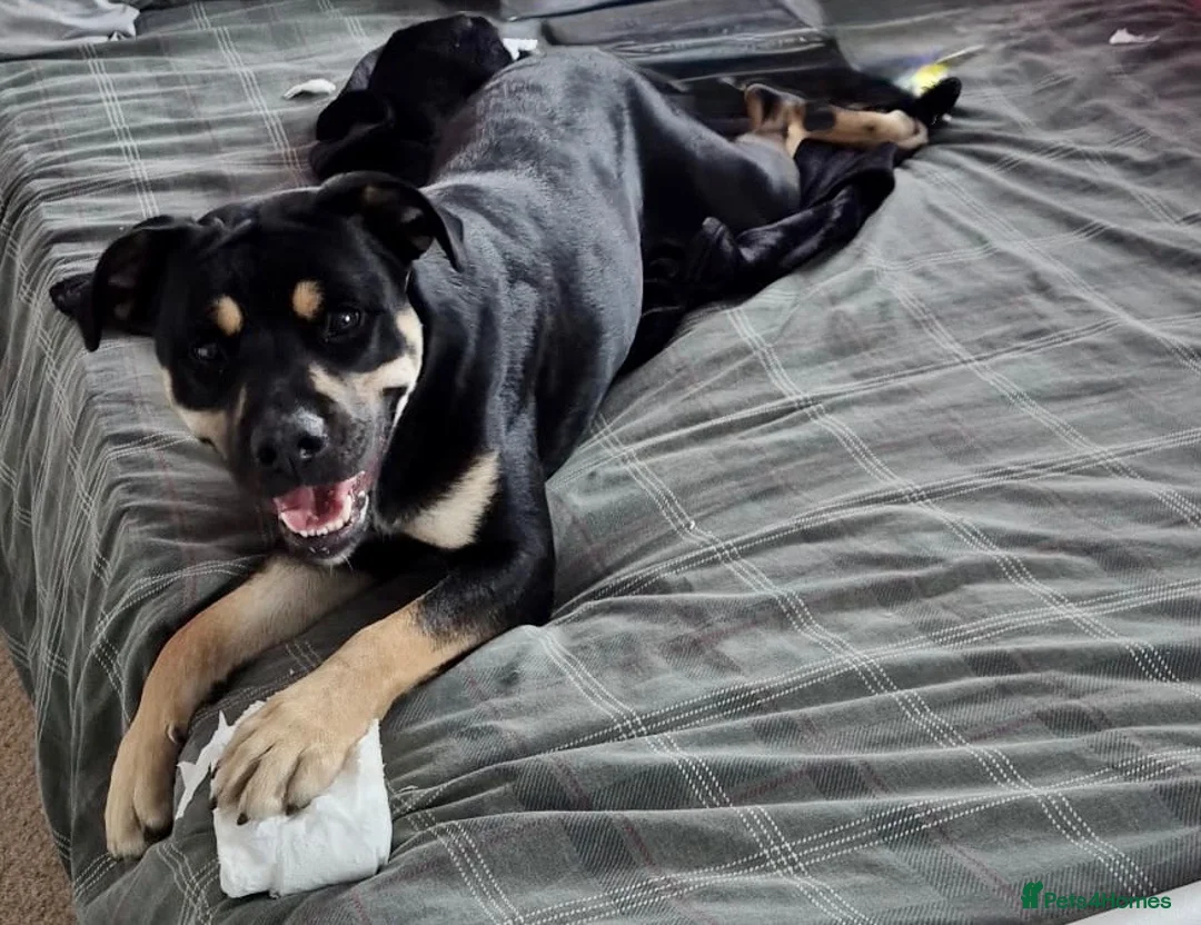 Mixed Breed dogs for sale: 1 year old border collie cross  in Bedford - Advert 5