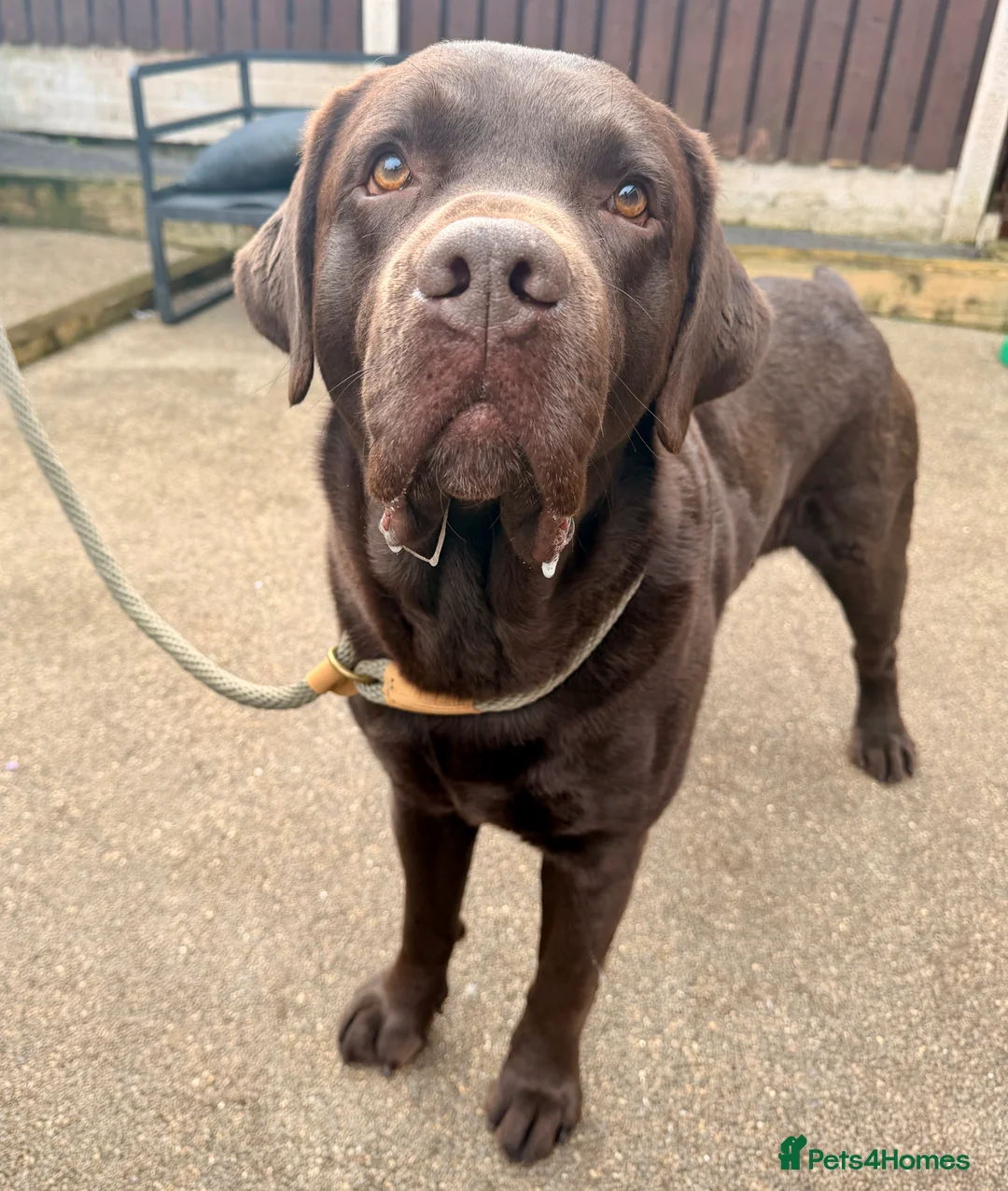 Labrador Retriever dogs for stud: HEALTH TESTED KC CHOCOLATE SHOW LABRADOR FOR STUD - Advert 2