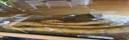 Python Snake reptiles for sale: 62.5% SD purple albino het snow retics pair in Southampton - Advert 3
