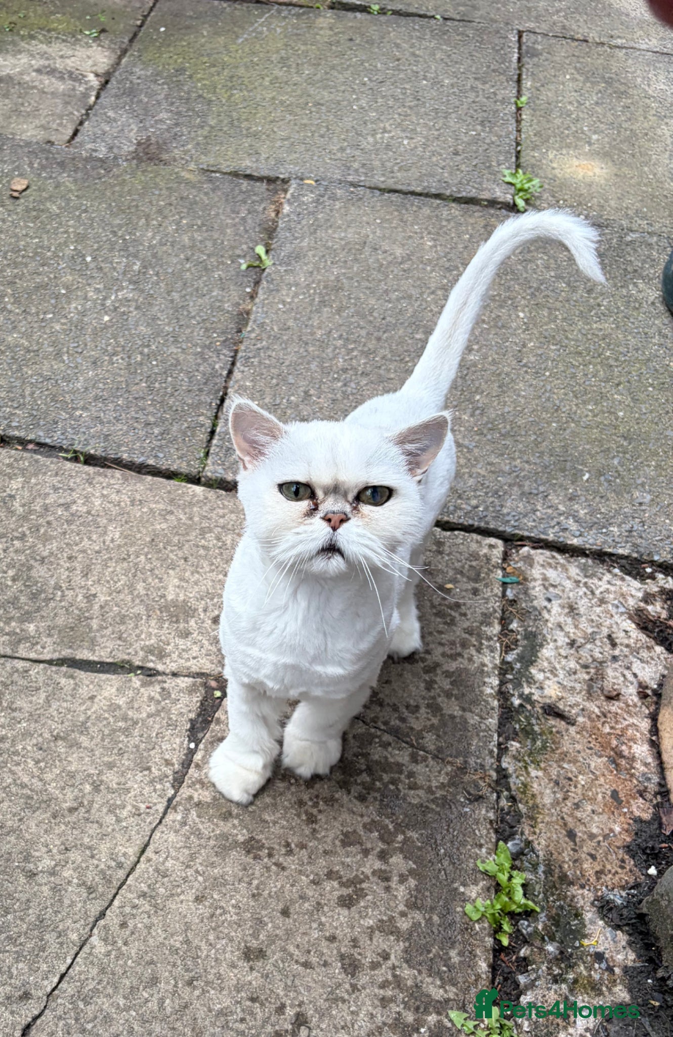 Persian cats Silver Tipped Persian (Chinchilla) - Advert 1
