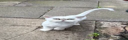 Persian cats for sale: Silver Tipped Persian (Chinchilla) in Oldham - Advert 1