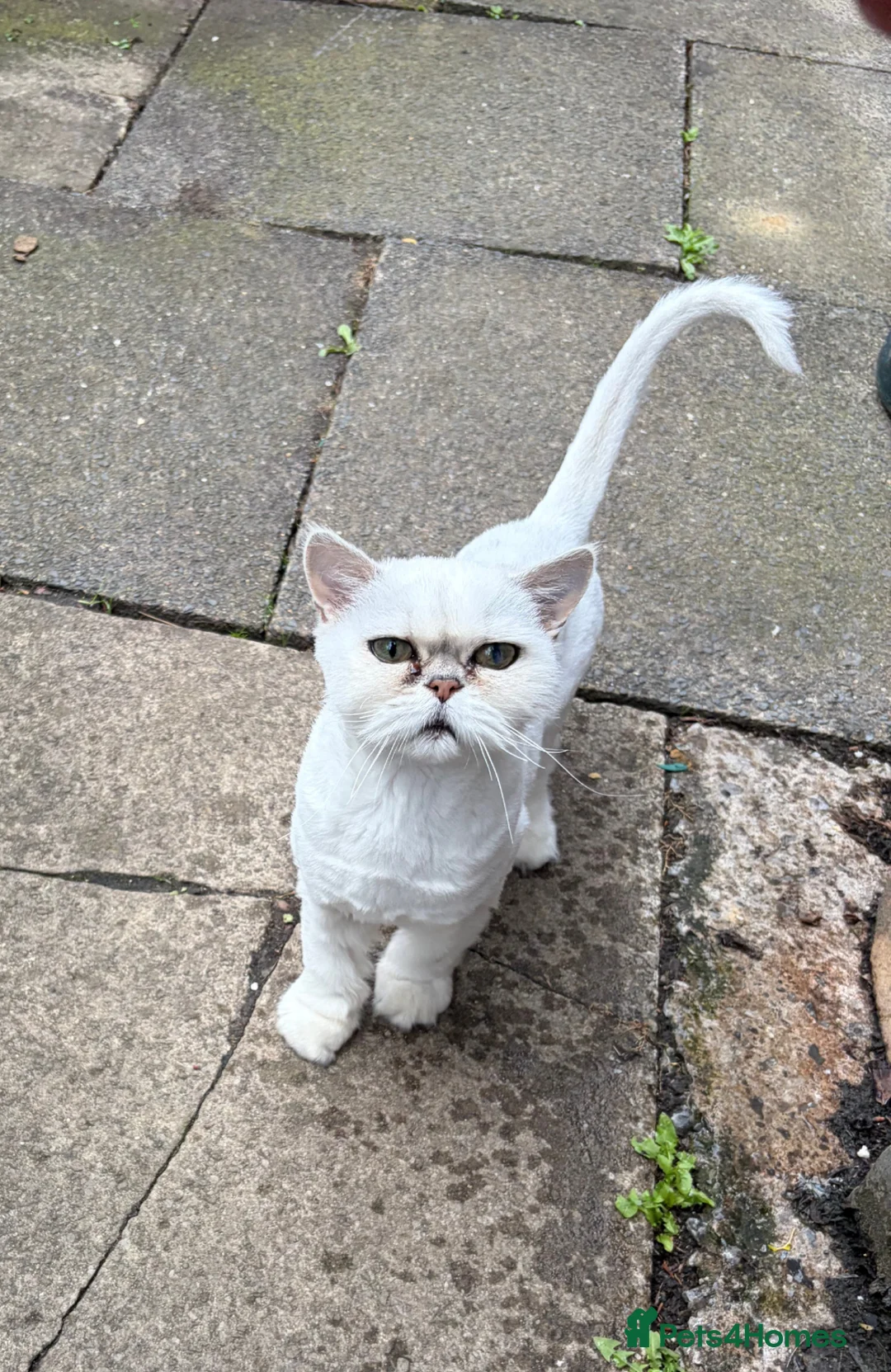Persian cats for sale: Silver Tipped Persian (Chinchilla) in Oldham - Advert 1