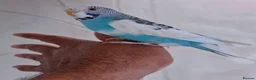 Budgerigars birds for sale: Super silly hand tamed baby budgies  - Advert 7