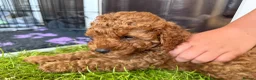 Toy Poodle dogs for sale: KC Registered Toy Poodle Puppies – DNA Clear,  - Advert 39