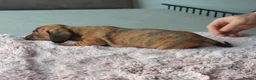 Miniature Dachshund dogs for sale: Beautiful pedigree KC miniature dachshund puppies  in Ilkeston - Advert 21