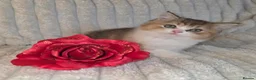 British Shorthair cats for sale: Beautiful pedigree british shorthair kittens - Advert 3