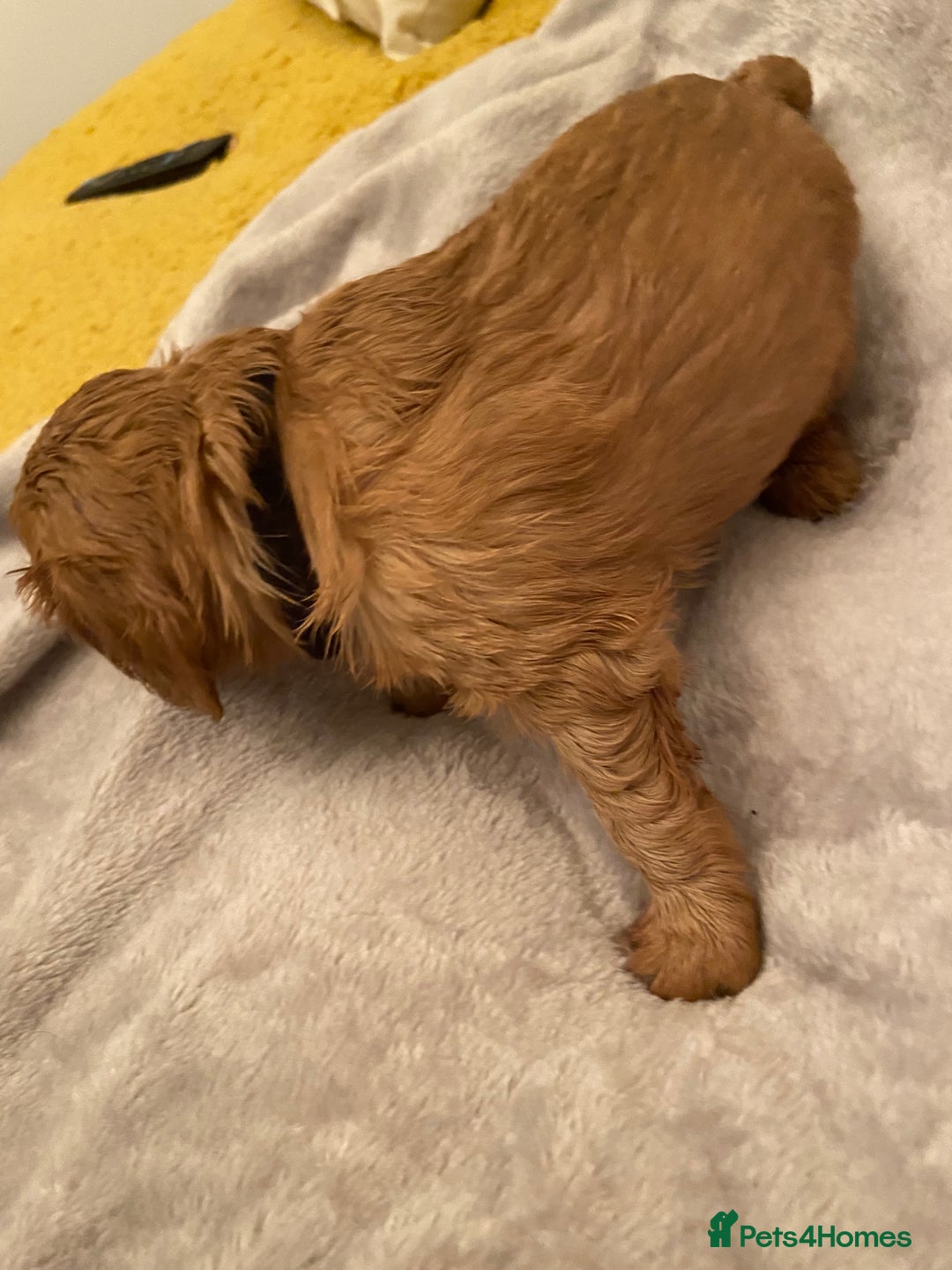 Cavalier King Charles Spaniel dogs for sale: Exceptional, ruby pure bred Cavaliers - Advert 9