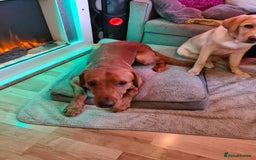 Labrador Retriever dogs for sale: Fox Red lab pup  - Advert 2