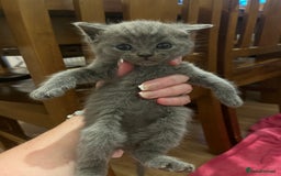 Mixed Breed cats for sale: Beautiful Ragdoll x BSH kittens for sale! - Image 1