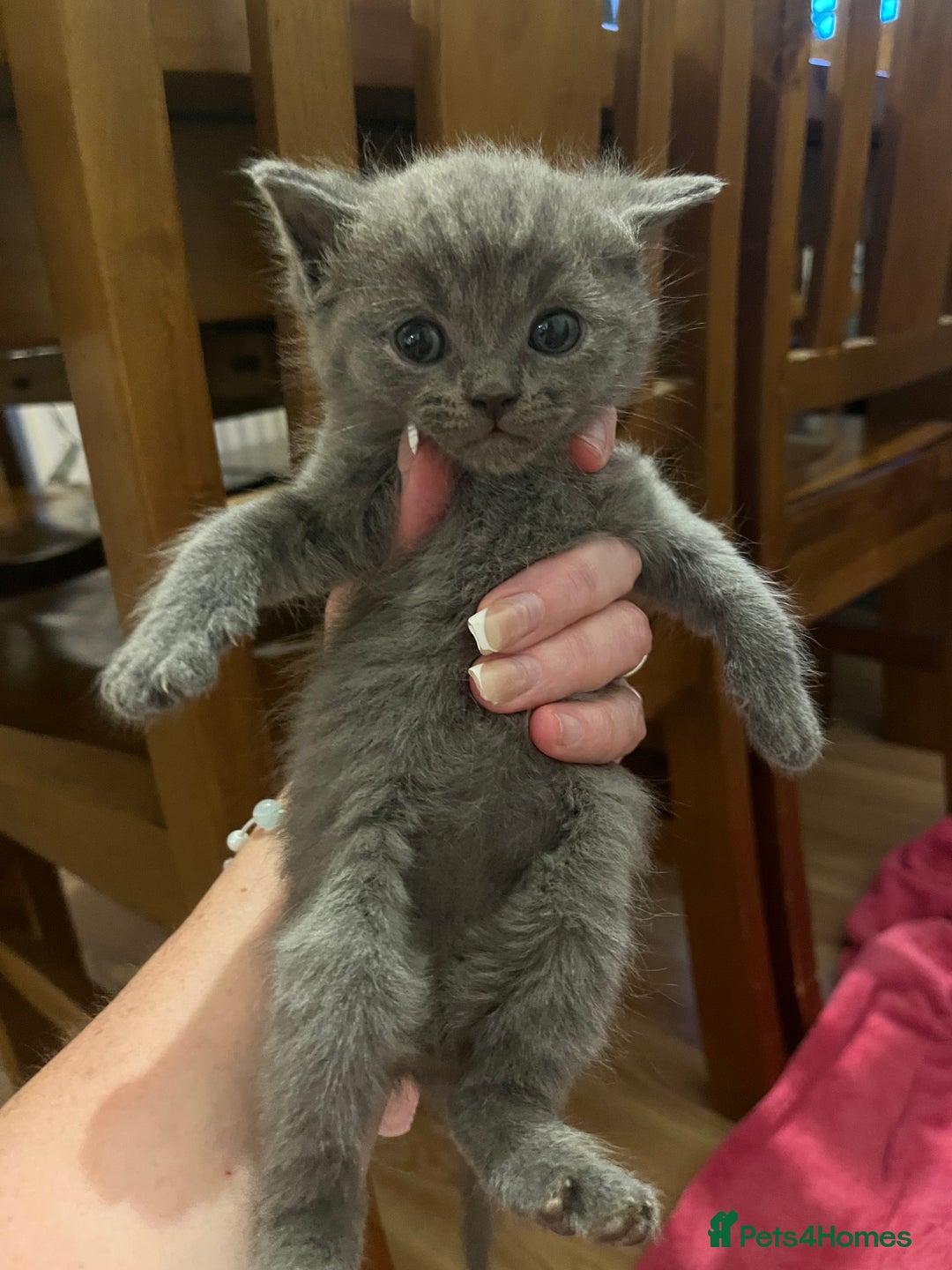 Mixed Breed cats for sale: Beautiful Ragdoll x BSH kittens for sale! - Image 1