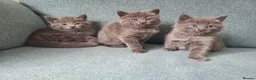 Mixed Breed cats for sale: Kittens are waiting for their forever homes in Rotherham - Advert 8