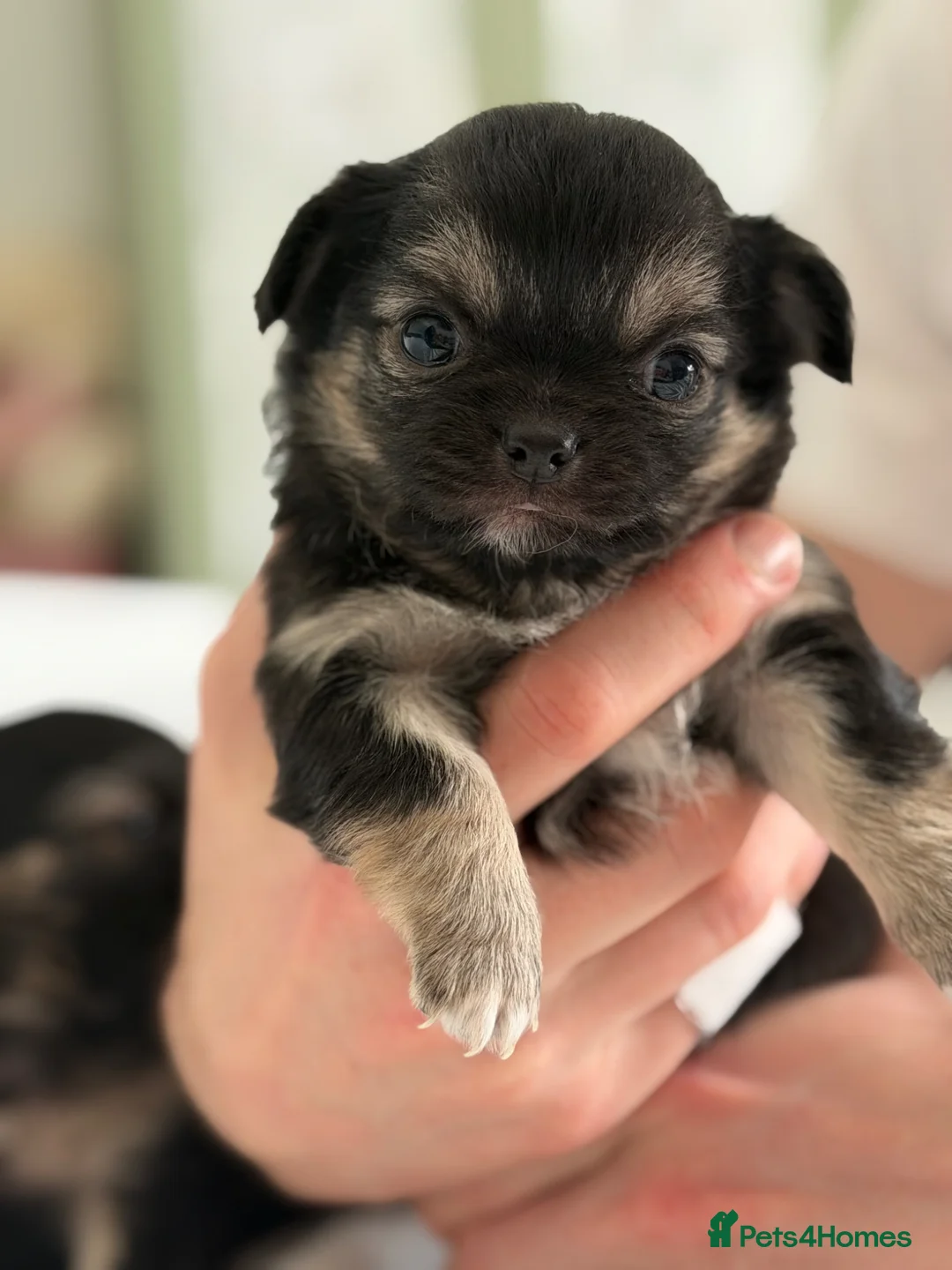 Chihuahua dogs for sale: Two beautiful long haired Black and Tan females - Advert 1
