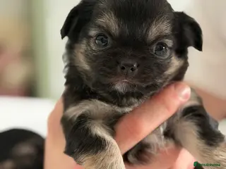 Chihuahua dogs Two beautiful long haired Black and Tan females - Advert 1