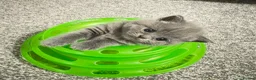 British Shorthair cats for sale: Beautiful Blue British Shorthair Kittens Ready Now - Advert 4
