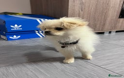 Mixed Breed dogs for sale: GIRL PUPPY LEFT FOR SALE🤍 - Image 2