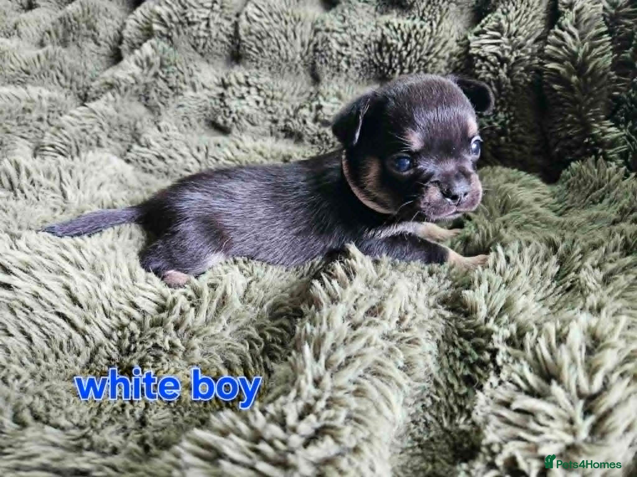 Mixed Breed dogs 4 week old French bullhuahua puppies. - Advert 2