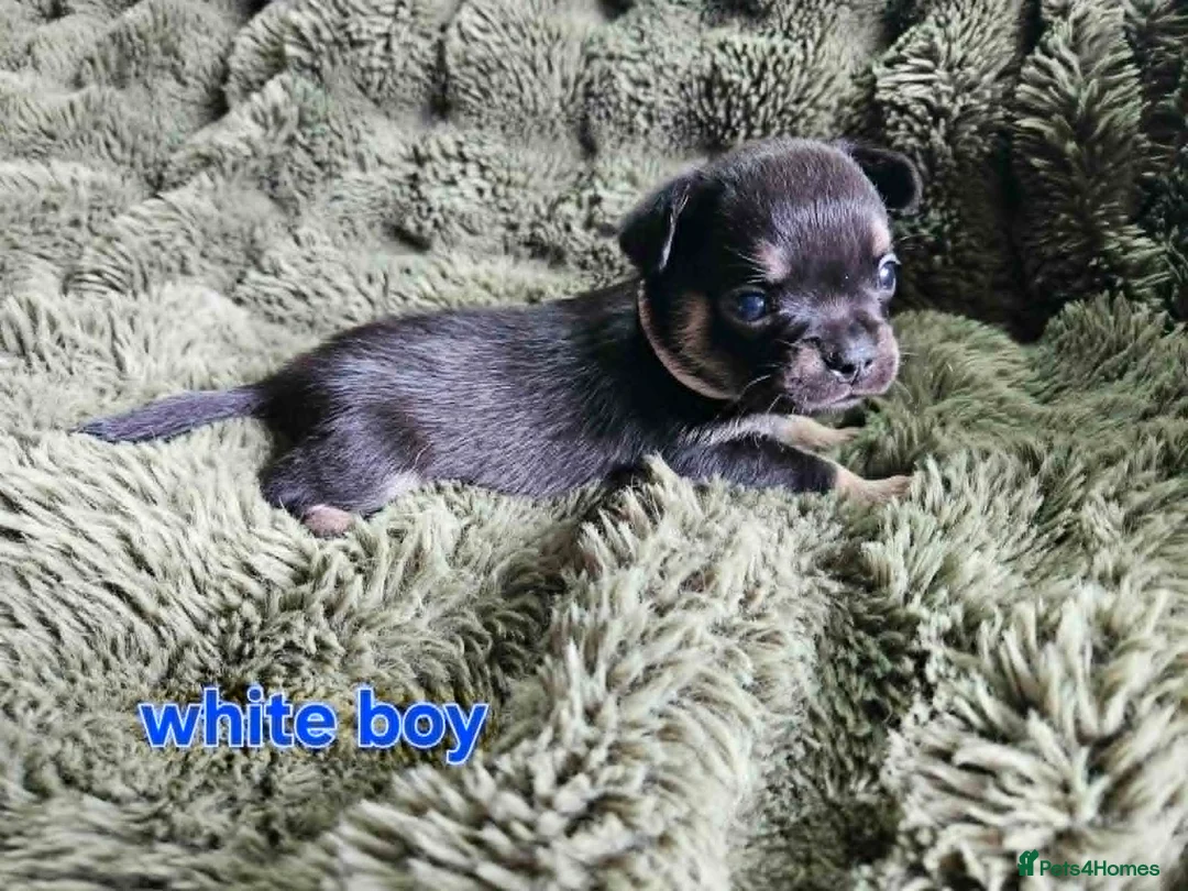 Mixed Breed dogs for sale: 4 week old French bullhuahua puppies. in Alford - Advert 2