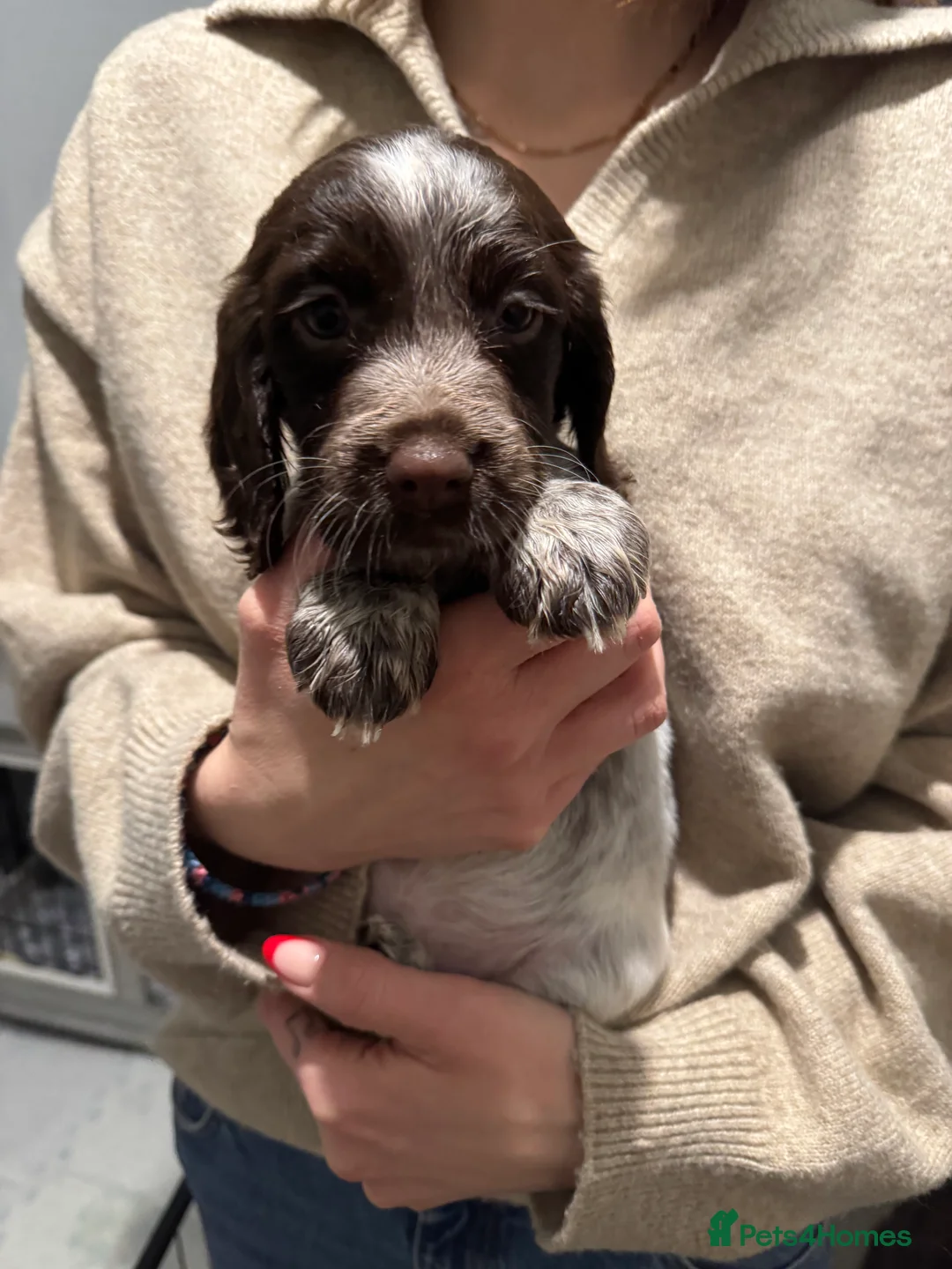 Cocker Spaniel dogs for sale: 4 Cocker Spaniel pups - unusual colours - Advert 6
