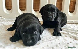 Labrador Retriever dogs for sale: 7 STUNNING BLACK LABRADOR PUPPIES - Image 10