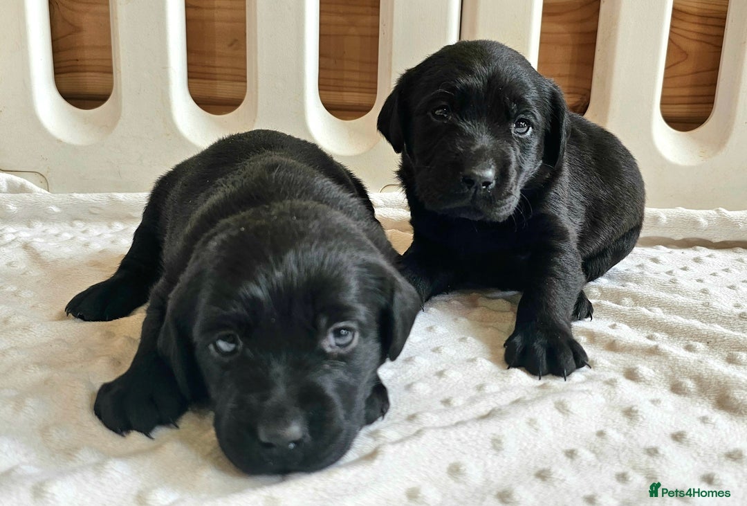 Labrador Retriever dogs for sale: 7 STUNNING BLACK LABRADOR PUPPIES - Image 10