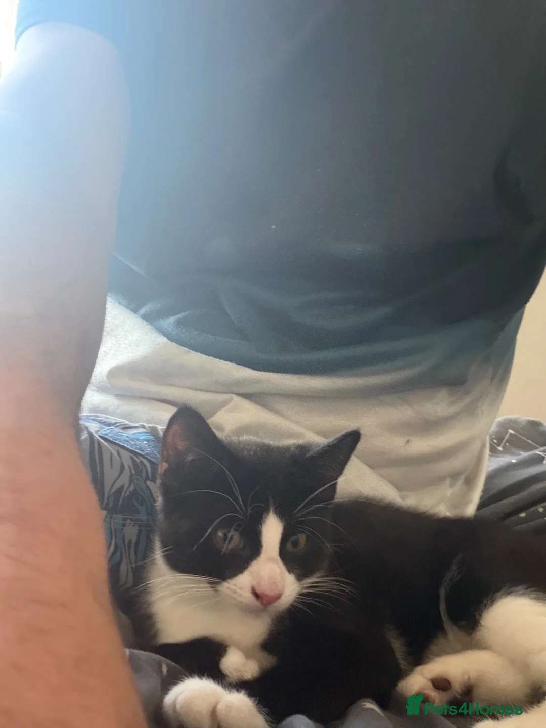 Domestic Shorthair cats for sale: Ready to now home  - Advert 2