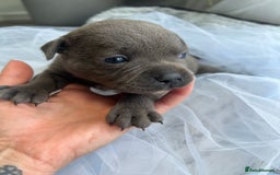 Staffordshire Bull Terrier dogs for sale: 🔷 Pharaon Champion Line Pups 🔷 in Wolverhampton - Image 17