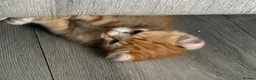 Mixed Breed cats for sale: 🐱 Stunning Sphinx X Kittens Available! 🐱  - Advert 24