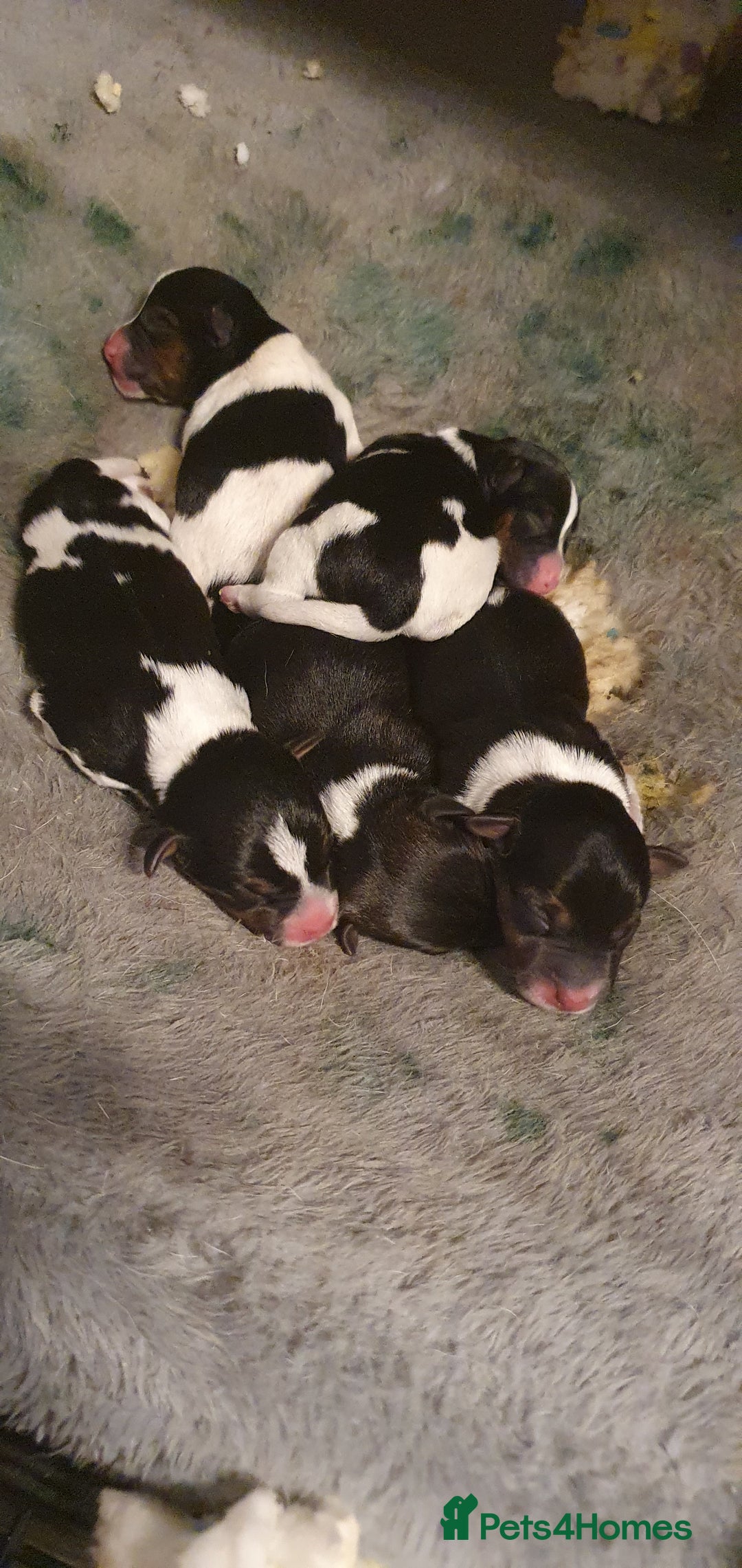 Jack Russell dogs for sale: 5 beautiful short legged Jack russell pups - Image 3