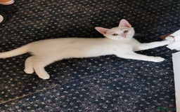 Mixed Breed cats for sale: Ready for new family  - Image 2