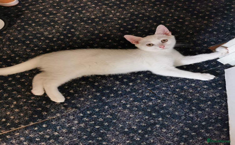 Mixed Breed cats - Advert 7